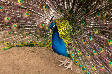 Fototapeta premium Male peacock with expanded feathers in nature
