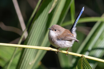 Superb fairywren (Malurus cyaneus)