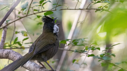 Eastern whipbird (Psophodes olivaceus) in the forest, Sydney, Australia