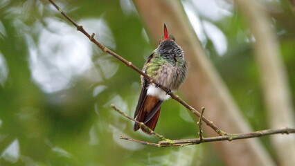 Rufous-tailed hummingbird (Amazilia Tzatcl) perched on a twig in Mindo, Ecuador