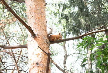 squirrel in the pine forest
