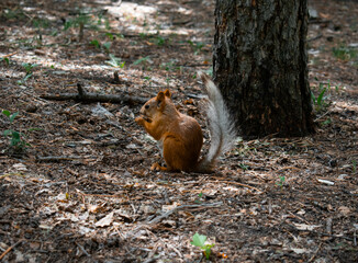 squirrel in the forest