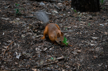 squirrel in the forest