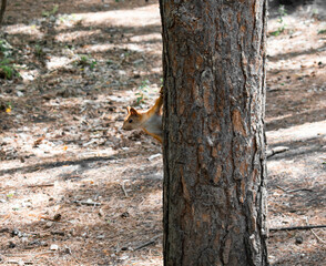 squirrel in the pine forest