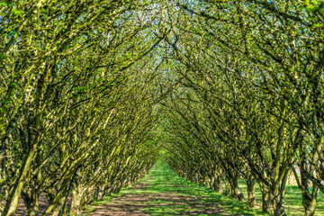 The Forest Road