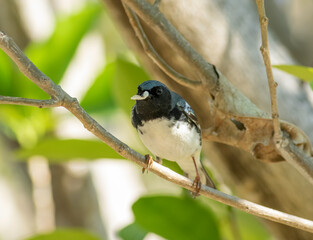 A black-throated blue warbler carrying a caterpillar larva in its beak 