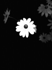 white daisy on black background