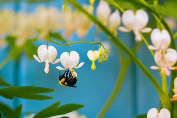 bumble bee on a white bleeding heart flower