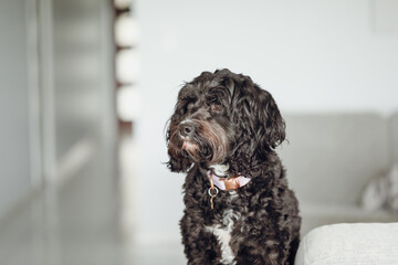 Black Cavoodle breed dog sitting on furniture indoors at home