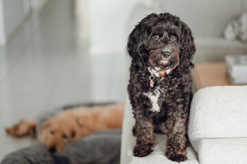 Black Cavoodle breed dog sitting on furniture indoors at home