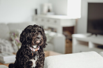 Black Cavoodle breed dog sitting on furniture indoors at home