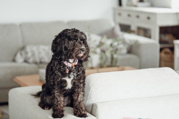 Black Cavoodle breed dog sitting on furniture indoors at home