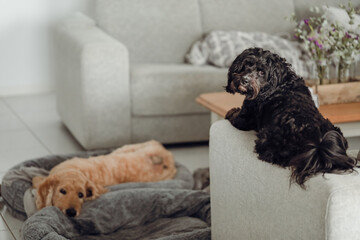 Two indoor dogs relaxing indoors. Cavoodle and Groodle specialty breed dogs