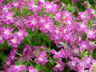 Close up of pink and white phlox flowers