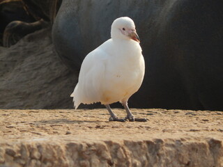 Gaviota posando en solitario. Concepto fauna maritima.