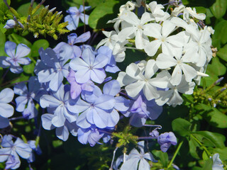 Flor Phlox divaricata azulada. Concepto jardin japones.