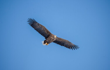 Obraz premium オッ、あそこに獲物が！