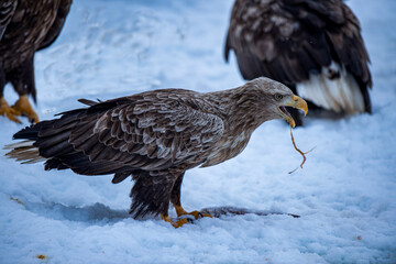 これは誰にも渡さないぞ！