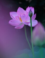 Fototapeta na wymiar 美しい蓮の花