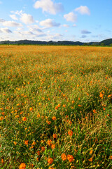 広大なキバナコスモスの畑　佐倉ラベンダーランド