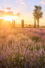 ラベンダー畑とポプラ並木の夕日　佐倉ラベンダーランド