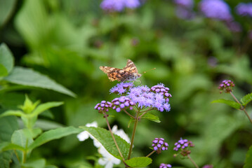 アゲラタムと蝶