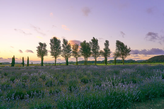 ラベンダー畑とポプラ並木の夕暮れ　佐倉ラベンダーランド