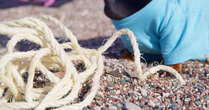 Skein of white rope on pebble beach unwounds near black dog. Dachshund in blue t-shirt stands near skein of rope on sea beach covered with pebble