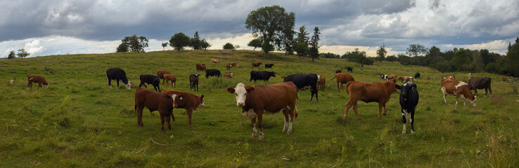 cow herd in green field panoramic landscape brown and black dairy farm animal grazing in meadow countryside agriculture