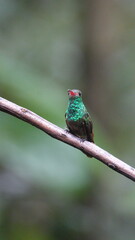 Rufous-tailed hummingbird (Amazilia Tzatcl) perched on a branch in Mindo, Ecuador