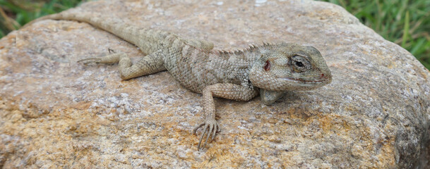 Lizards lying on rocks are lovely wildlife in nature.