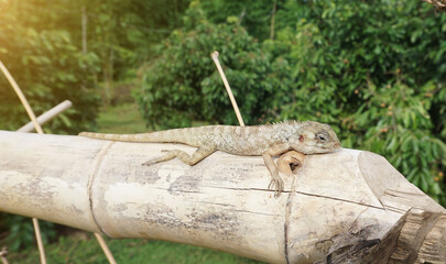 Lizards sleeping on the branches are lovely wildlife in nature.