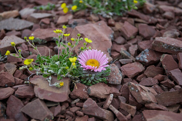  Beautiful flowers on  the  top of Table mountain