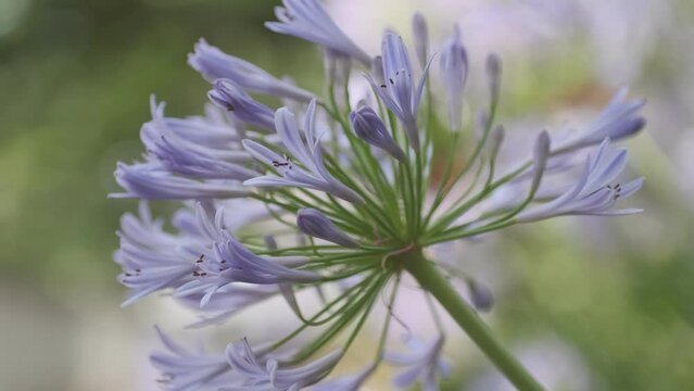 アガパンサス　紫君子蘭　花