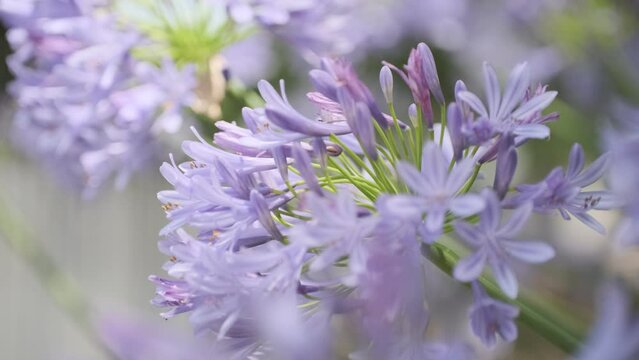 アガパンサス　紫君子蘭　花