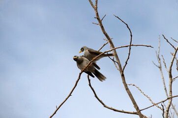 Australian Noisy Miner (Manorina melanocephala)