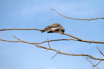Australian Noisy Miner (Manorina melanocephala)