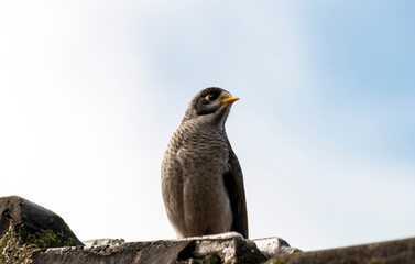 Australian Noisy Miner (Manorina melanocephala)