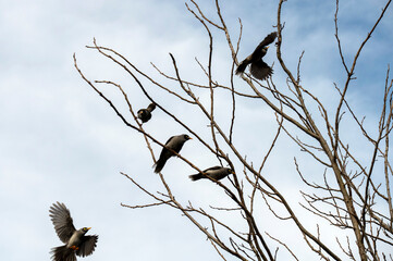 Australian Noisy Miner (Manorina melanocephala)