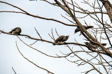 Australian Noisy Miner (Manorina melanocephala)