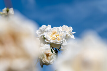 白いバラ
