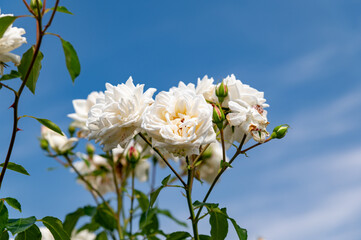 白いバラ