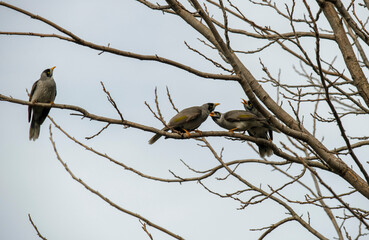 Australian Noisy Miner (Manorina melanocephala)