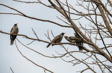 Australian Noisy Miner (Manorina melanocephala)