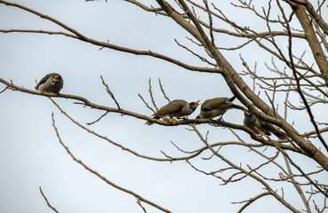 Australian Noisy Miner (Manorina melanocephala)