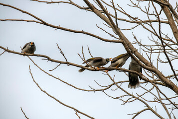 Australian Noisy Miner (Manorina melanocephala)