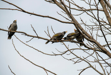Australian Noisy Miner (Manorina melanocephala)