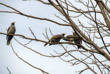 Australian Noisy Miner (Manorina melanocephala)
