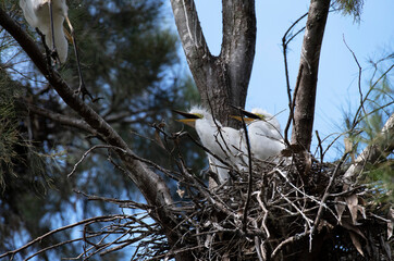 Egret (Ardea alba)