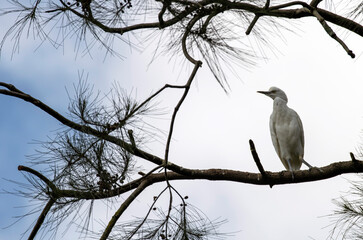 Egret (Ardea alba)